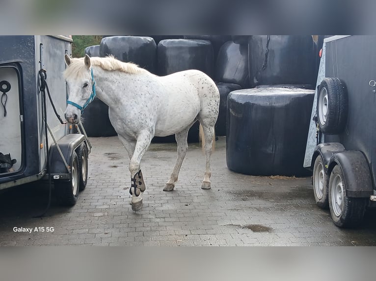 Camargue Giumenta 5 Anni 153 cm Leopard in Route des frères Lamormainy