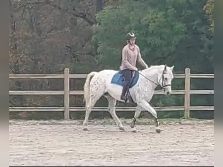 Camargue Giumenta 5 Anni 153 cm Leopard in Route des frères Lamormainy