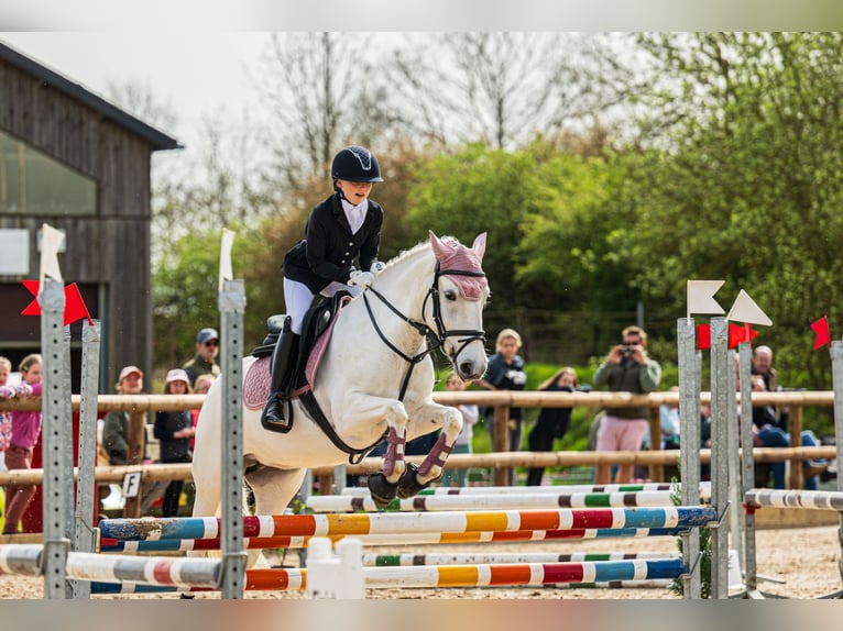 Camargue Giumenta 7 Anni 143 cm Bianco in Strassen