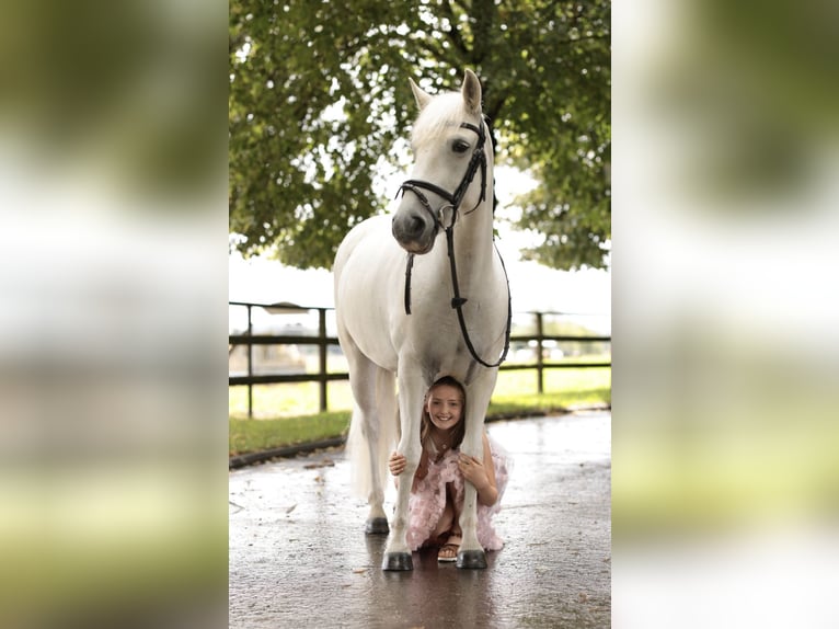 Camargue Giumenta 7 Anni 143 cm Bianco in Strassen