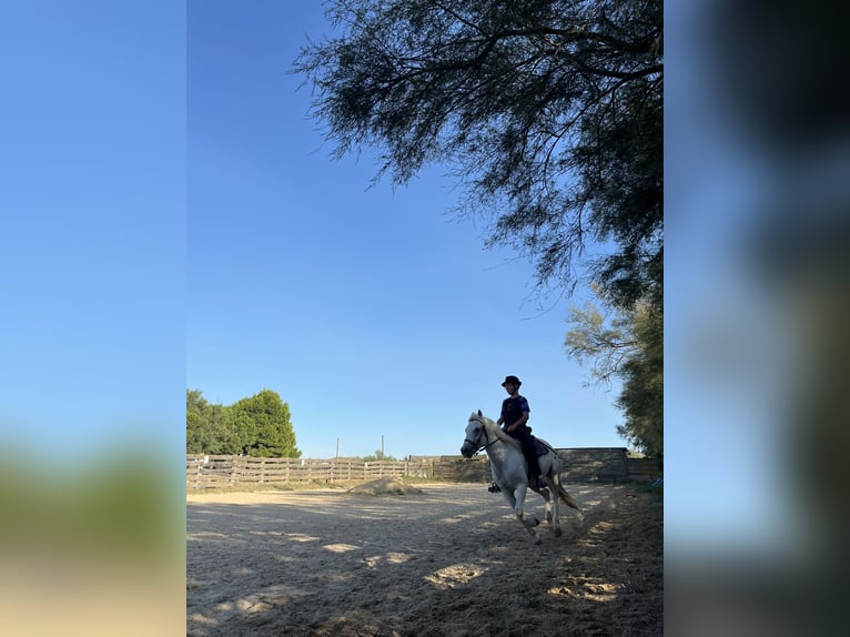 Camargue Giumenta 8 Anni 145 cm Bianco in Rochefort-du-Gard