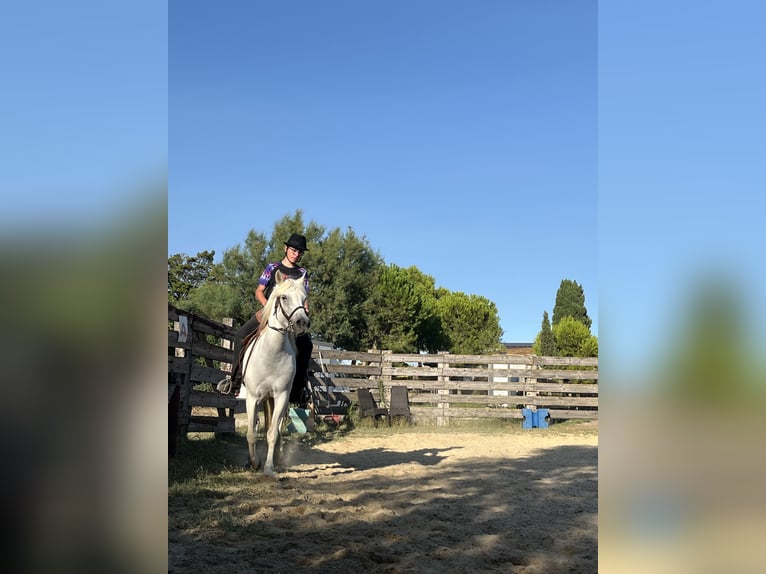 Camargue Giumenta 8 Anni 145 cm Bianco in Rochefort-du-Gard
