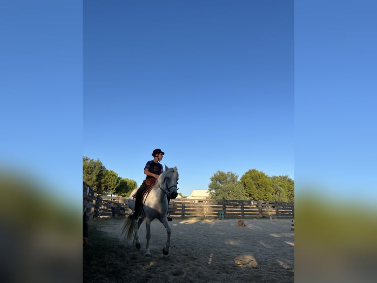 Camargue Giumenta 8 Anni 145 cm Bianco in Rochefort-du-Gard