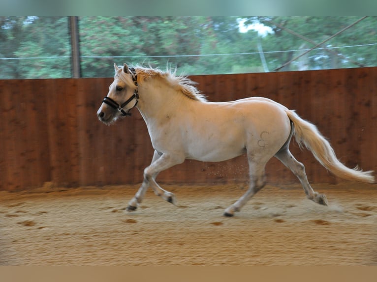 Camargue Giumenta 8 Anni 148 cm Grigio in Wesel