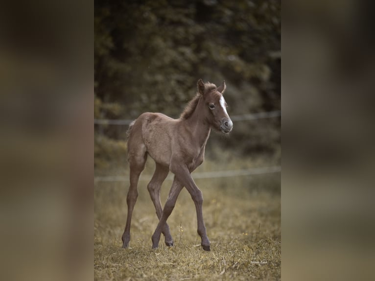 Camargue Giumenta Puledri (05/2026) 147 cm Grigio in Scheffau am Wilden Kaiser