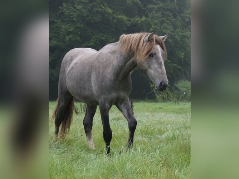 Camargue Hengst 1 Jahr 150 cm Schimmel in Bad Essen