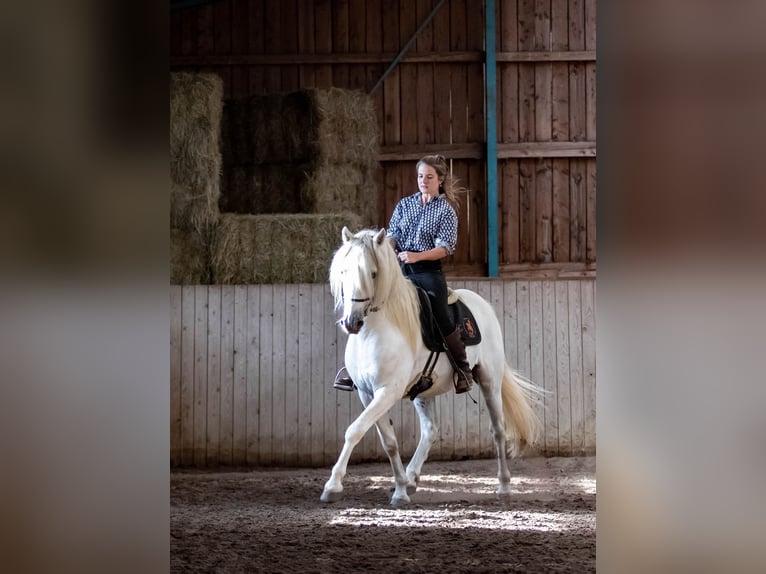 Camargue Hengst 1 Jahr 150 cm Schimmel in Bad Essen