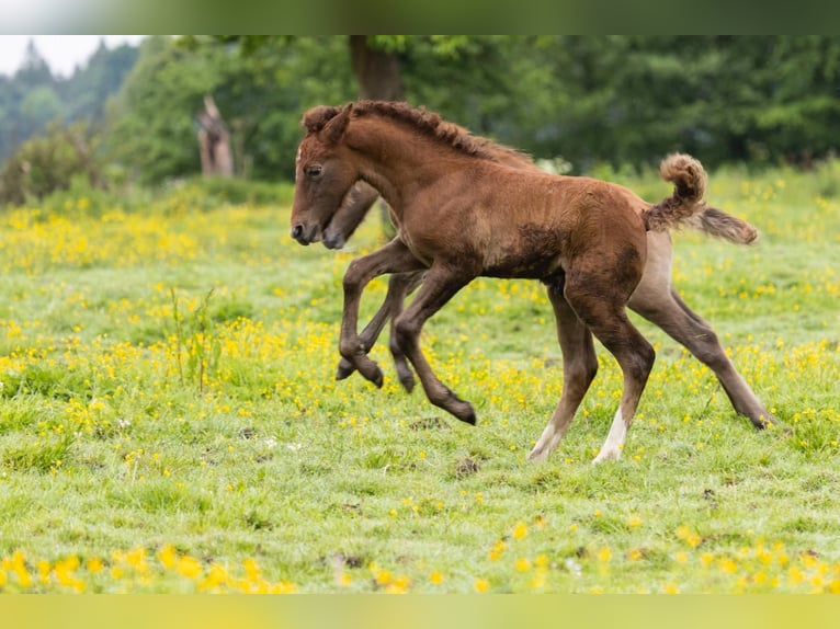 Camargue Hengst 1 Jahr 150 cm Schimmel in Bad Essen