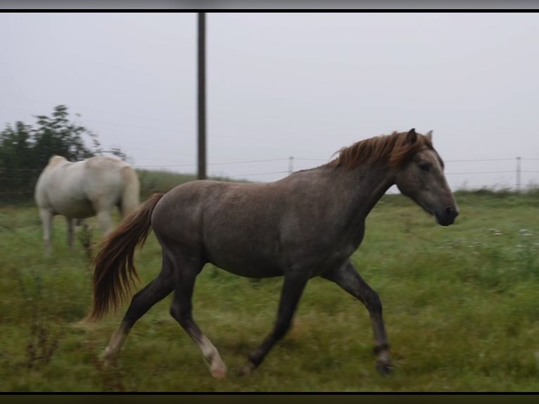 Camargue Hengst 1 Jahr 150 cm Schimmel in Bad Essen