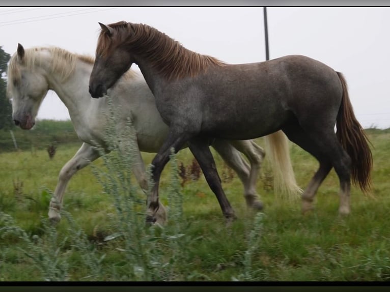 Camargue Hengst 1 Jahr 150 cm Schimmel in Bad Essen