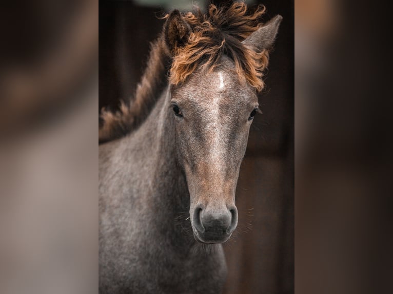 Camargue Hengst 1 Jahr Schimmel in Bad Essen