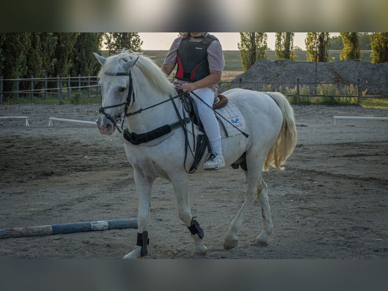 Camargue Hengst 25 Jaar 145 cm Schimmel in Lugo