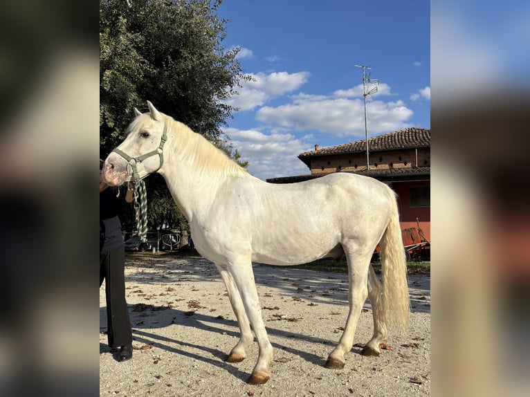 Camargue Hengst 25 Jaar 145 cm Schimmel in Lugo