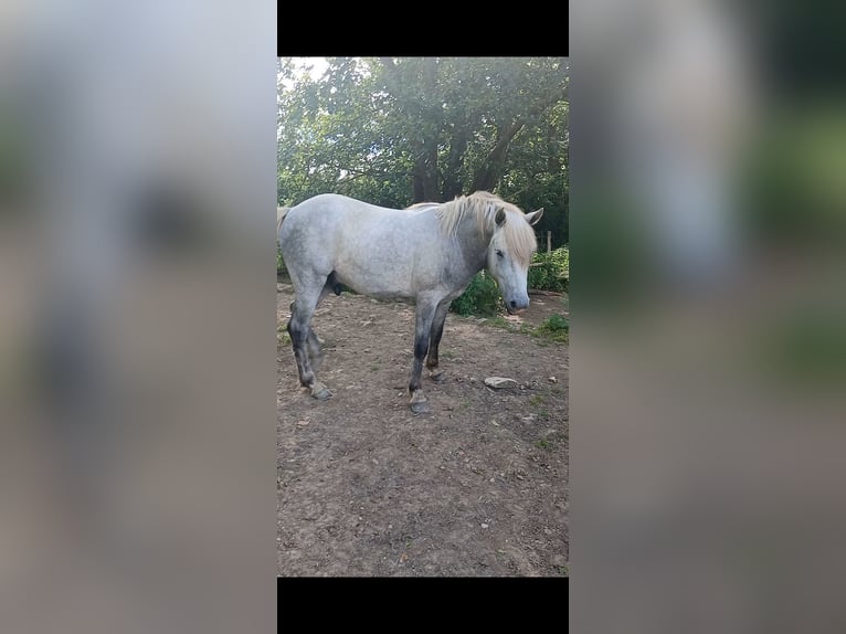 Camargue Hengst 2 Jahre 142 cm Schimmel in Monceaux-le-Comte