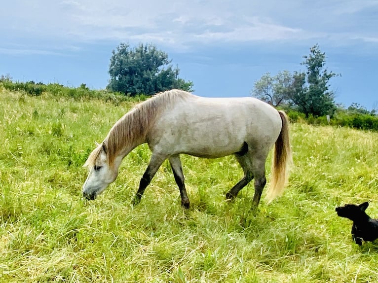 Camargue Hengst 3 Jahre 143 cm Schimmel in Saintes-Maries-de-la-Mer