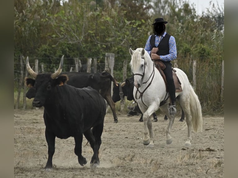 Camargue Hengst 9 Jahre 152 cm Schimmel in Avignon