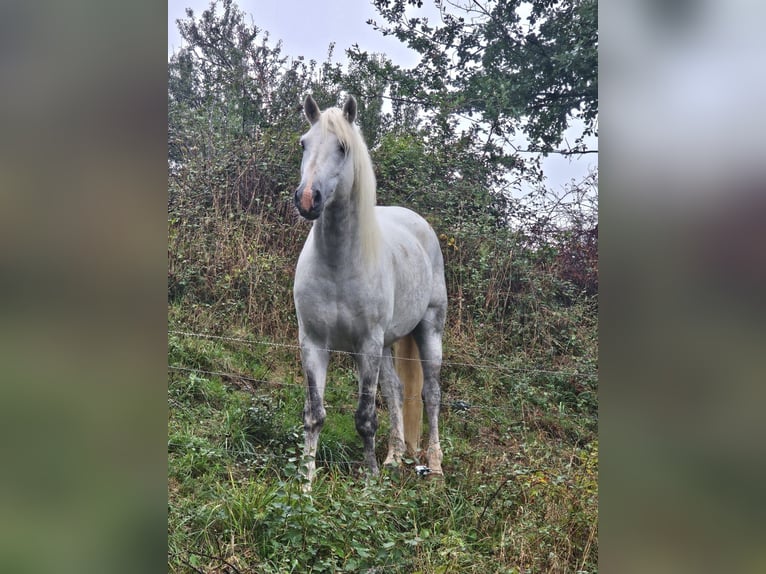 Camargue Hengst Schimmel in Saint Benoit