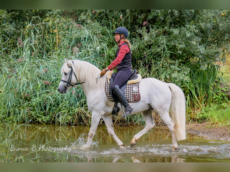 Camargue Hengst Schimmel in Wesel