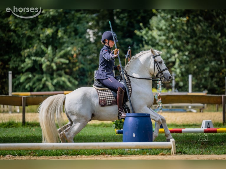 Camargue Hengst Schimmel in Wesel