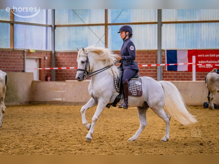 Camargue Hengst Schimmel in Wesel