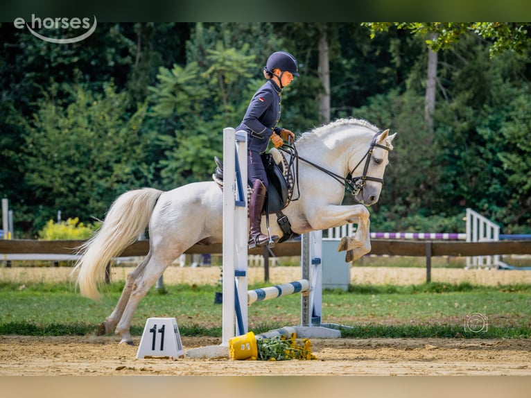 Camargue Hengst Schimmel in Wesel