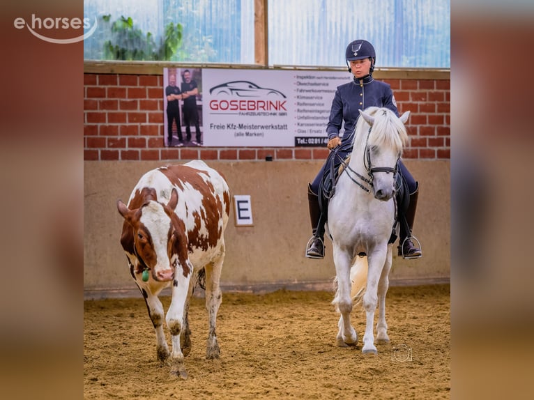 Camargue Hengst Schimmel in Wesel
