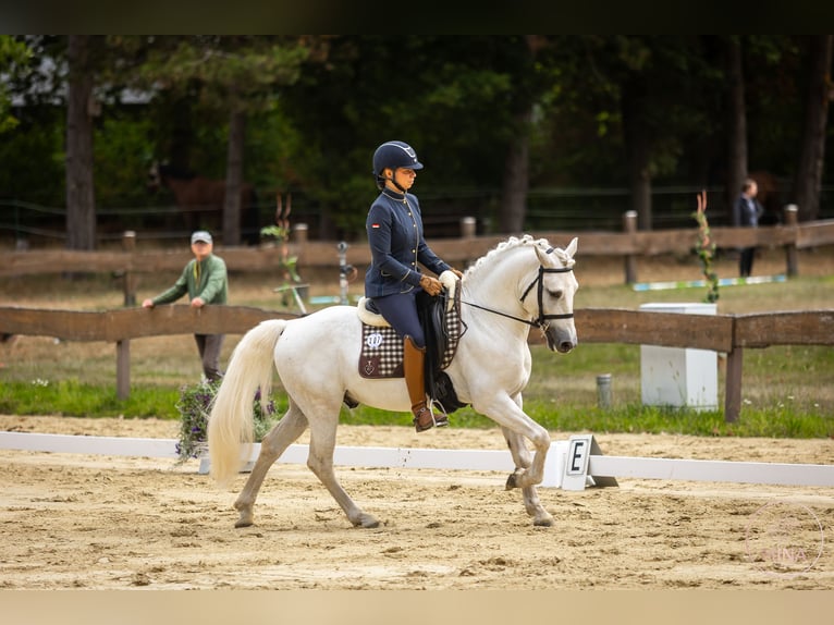 Camargue Hengst Schimmel in Wesel