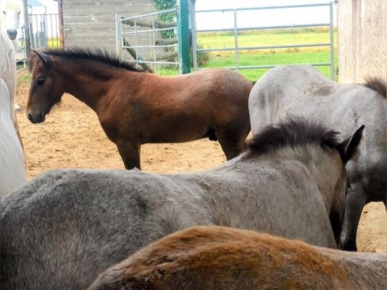 Camargue Hengst veulen (05/2024) Schimmel in bueil en touraine