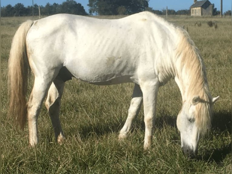 Camargue Hengst veulen (05/2024) Schimmel in bueil en touraine