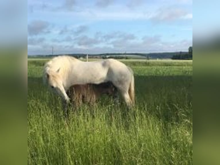 Camargue Hengst veulen (05/2024) Schimmel in bueil en touraine