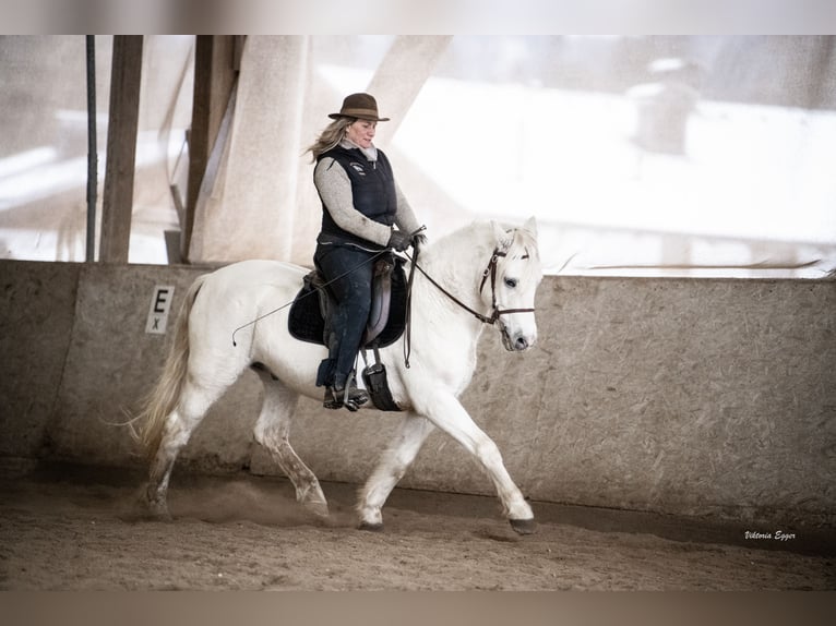 Camargue Hongre 10 Ans 145 cm Gris in Scheffau am Wilden Kaiser
