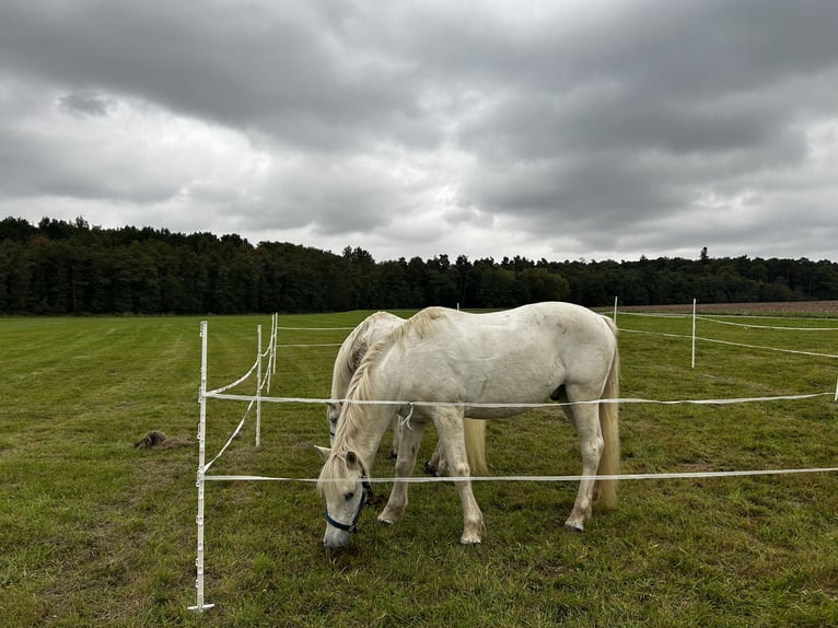 Camargue Hongre 11 Ans 150 cm Gris in Mudau