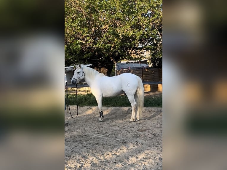 Camargue Hongre 12 Ans 146 cm Gris in Arles