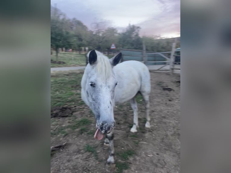 Camargue Croisé Hongre 13 Ans 138 cm Gris moucheté in Gempen