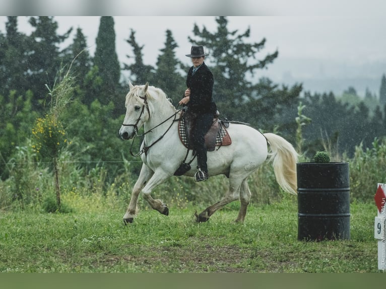 Camargue Hongre 14 Ans 148 cm Gris in Istres