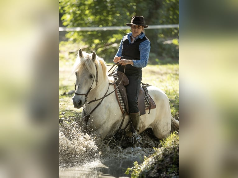 Camargue Hongre 14 Ans 148 cm Gris in Istres