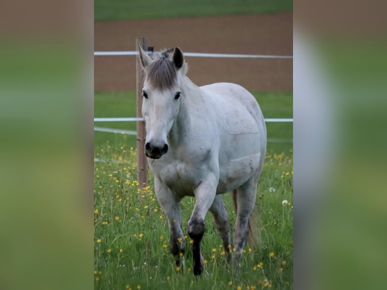 Camargue Croisé Hongre 16 Ans 143 cm Gris in Dauchingen