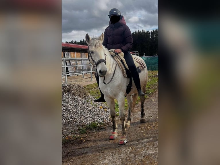 Camargue Croisé Hongre 16 Ans 143 cm Gris in Dauchingen