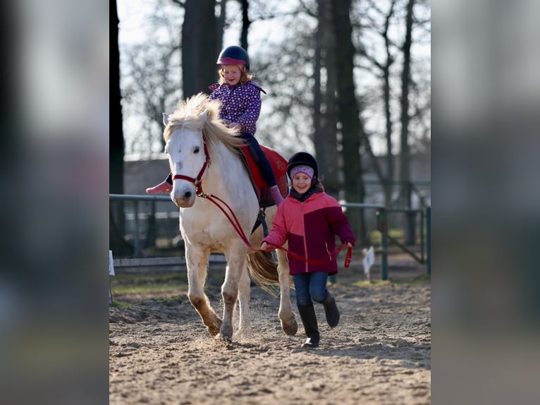Camargue Hongre 18 Ans 147 cm Gris in Altlandsberg