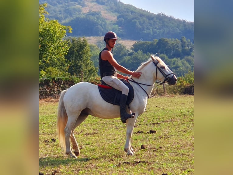 Camargue Hongre 3 Ans 145 cm Gris in Saint-Jean-sur-Reyssouze