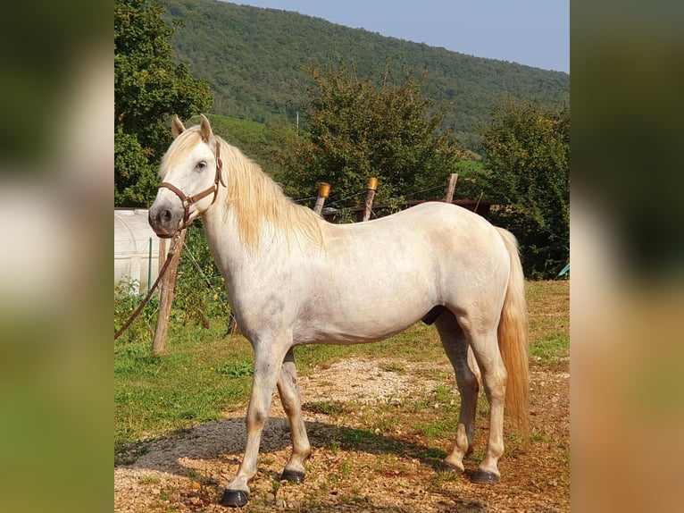 Camargue Hongre 3 Ans 145 cm Gris in Saint-Jean-sur-Reyssouze