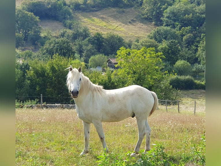 Camargue Hongre 3 Ans 145 cm Gris in Saint-Jean-sur-Reyssouze