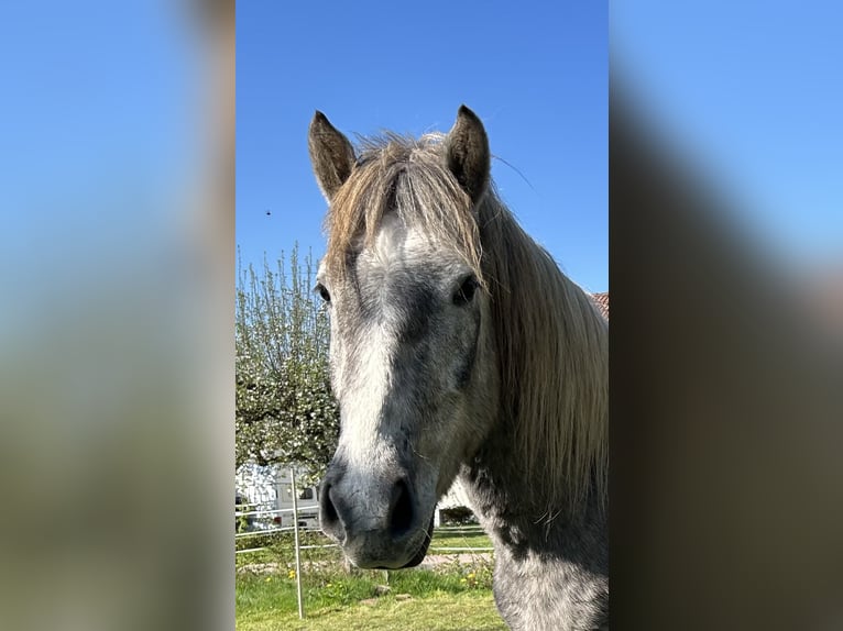 Camargue Hongre 3 Ans 148 cm Gris in Mudau