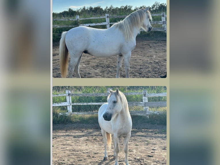 Camargue Hongre 5 Ans 135 cm Gris in Saintes-Maries-de-la-Mer