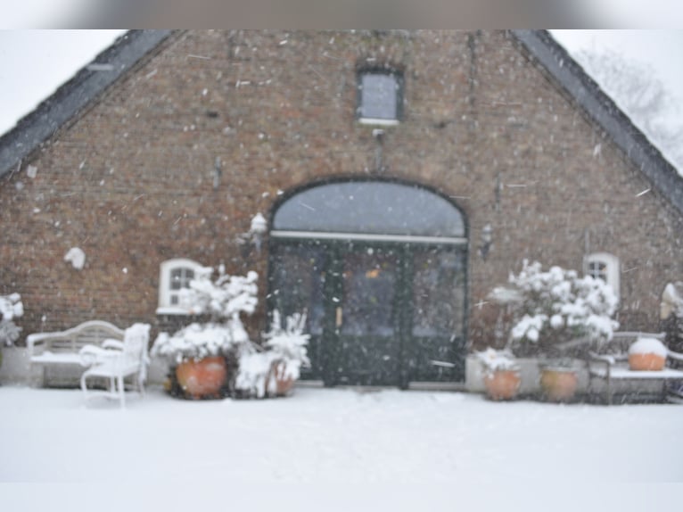 Camargue Hongre 5 Ans 142 cm Gris in Wesel