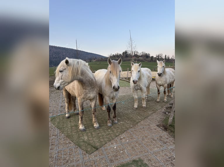 Camargue Hongre 5 Ans 145 cm Gris in Châtelat