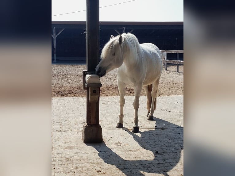 Camargue Hongre 8 Ans 143 cm Gris in Ober-Mörlen