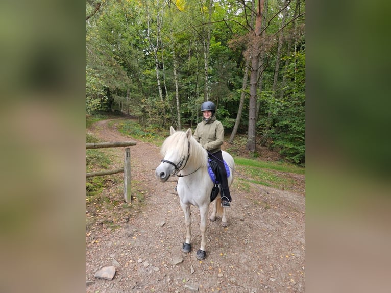 Camargue Hongre 8 Ans 143 cm Gris in Ober-Mörlen