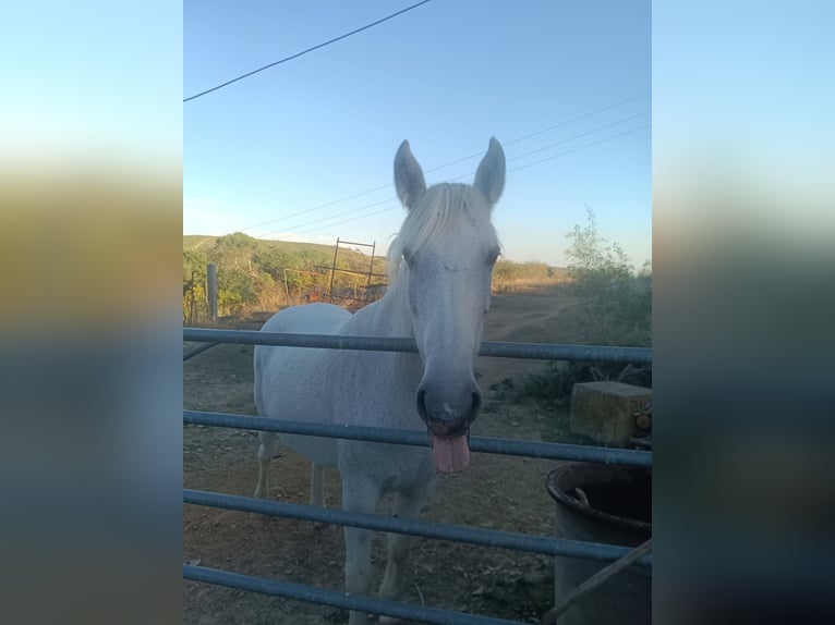 Camargue Croisé Jument 11 Ans 120 cm Blanc in Saint-Geniès-de-Malgoirès