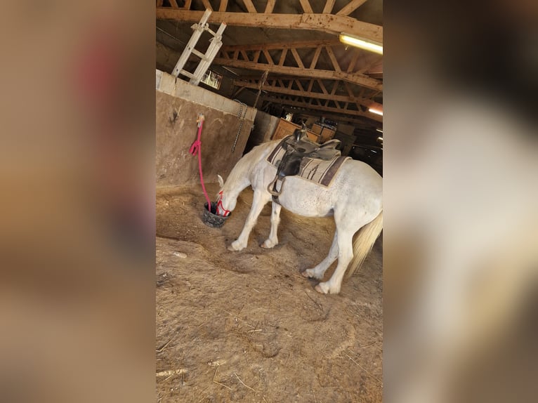 Camargue Croisé Jument 11 Ans 120 cm Blanc in Saint-Geniès-de-Malgoirès